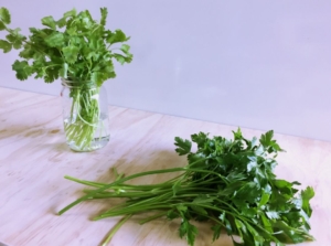 cilantro